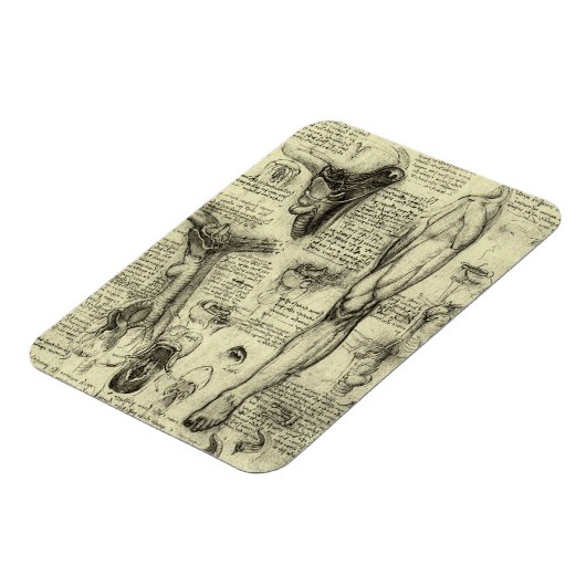 Antieke Menselijke Anatomie Kehlkopf Been Leonardo Magneet (Linkerzijde)