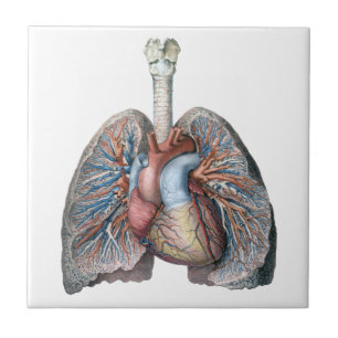 Antieke menselijke anatomie longen hart organen bl tegeltje