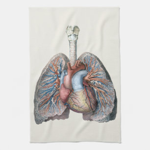 Antieke menselijke anatomie longen hart organen bl theedoek