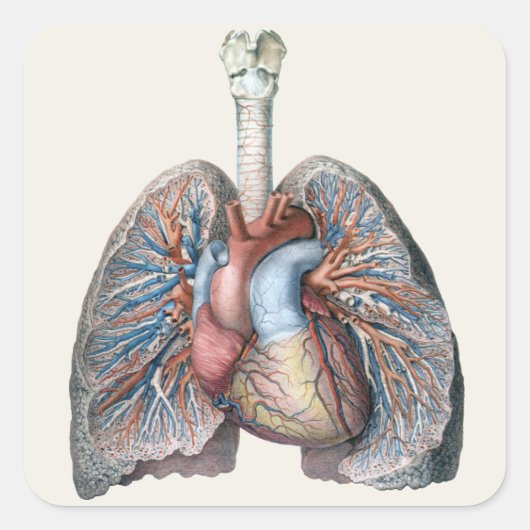 Antieke Menselijke Anatomie Longen Hart Organen Bl Vierkante Sticker (Voorkant)