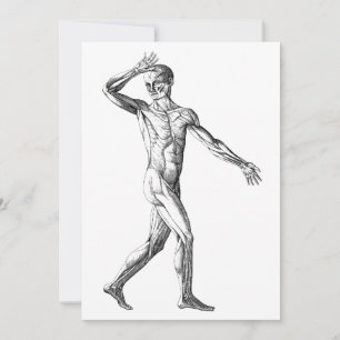 Antieke Menselijke Anatomie, Mannelijke Lichaamssp