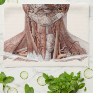 Antieke menselijke anatomie wetenschap, hoofd keel theedoek