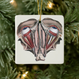 Antieke menselijke anatomie wetenschap, Oogbollen Keramisch Ornament