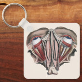 Antieke menselijke anatomie wetenschap, Oogbollen Sleutelhanger (Voorkant)