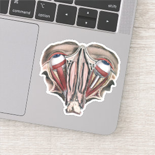 Antieke menselijke anatomie wetenschap, Oogbollen  Sticker