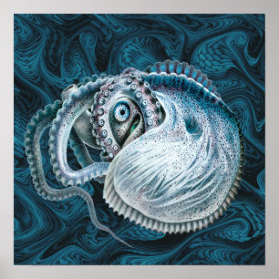 Antieke Octopus Pijlinktvis Nautilus Argonaut Poster