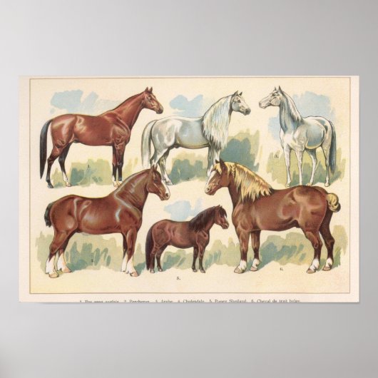 Antieke paarden poster (Voorkant)
