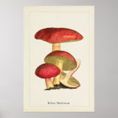 Antieke Paddenstoelen Kunstprint Poster (Voorkant)