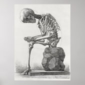 Antieke poster van skelet anatomie (Voorkant)