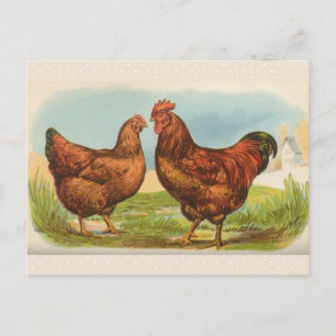 Antieke "Rhode Island Red Chicken" ansichtkaart Briefkaart