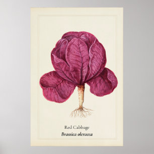 Antieke Rode Kool Botanische Illustratie Muur Kuns Poster