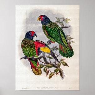 Antieke Roodvoorhoofd Lori door John Gould Poster