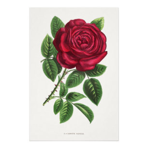 Antieke Roos Lithografie, François-Frédéric Grobon Foto Afdruk