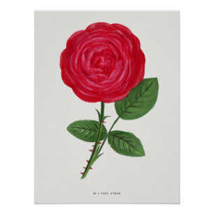 Antieke roos lithografie, François-Frédéric Grobon Perfect Poster