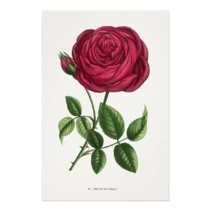 Antieke rozenlithografie, François-Frédéric Grobon Foto Afdruk
