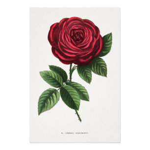 Antieke rozenlithografie, François-Frédéric Grobon Foto Afdruk