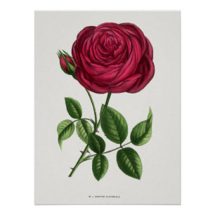 Antieke rozenlithografie, François-Frédéric Grobon Perfect Poster