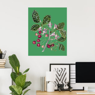 Antieke Sarah Featon Puriri Botanische Kunst Poster