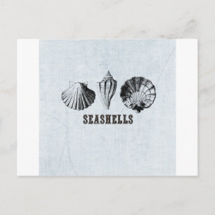 Antieke schelpen briefkaart