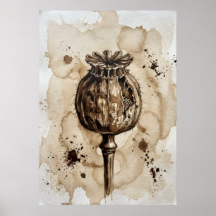 Antieke Sepia Klaproos Zaadpeul Botanische Kunst Poster