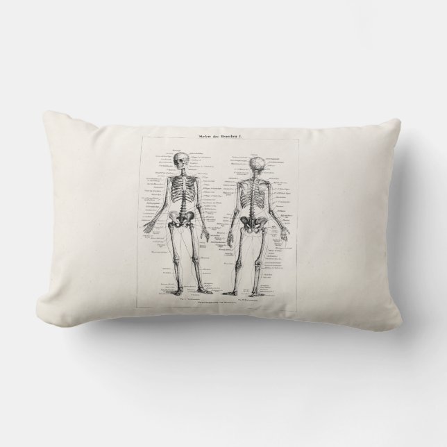Antieke Skelet Menselijke Anatomie Bot Botten Sche Kussen (Voorkant)