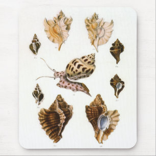 Antieke slakken en weekdieren, mariene levensorgan muismat