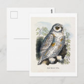 Antieke Sneeuwuil Gravure Briefkaart (Voorkant / Achterkant)