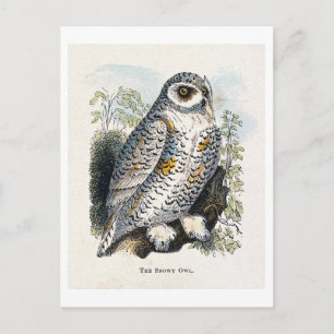 Antieke Sneeuwuil Gravure Briefkaart
