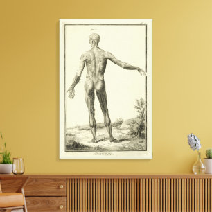 Antieke Spieren, Menselijke Anatomie door Denis Di Canvas Afdruk