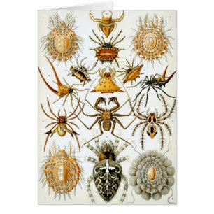 Antieke Spinnen of Arachniden door Ernst Haeckel