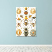 Antieke Spinnen of Arachniden door Ernst Haeckel Canvas Afdruk (Insitu (Houten vloer))