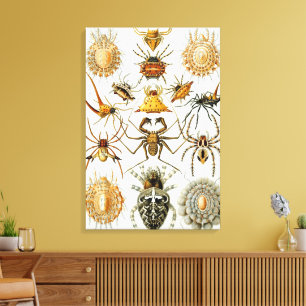 Antieke spinnen of spinachtigen door Ernst Haeckel Canvas Afdruk