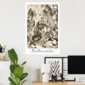 Antieke Struisvogel Illustratie Struthio camelus Poster (Thuiskantoor)
