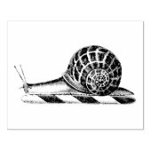 Antieke tekening van slak rubberstempel (Afrduk)