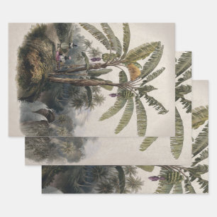 Antieke Tropische Bananenboomgaard   Vintage Bota Inpakpapier Vel