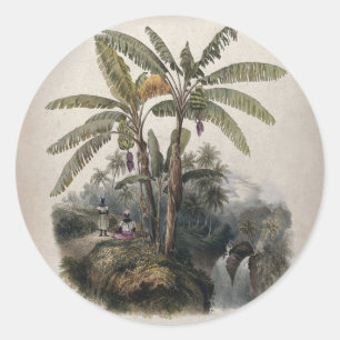 Antieke Tropische Bananenboomgaard   Vintage Bota Ronde Sticker