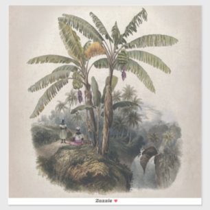 Antieke Tropische Bananenboomgaard   Vintage Bota Sticker