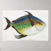 Antieke tropische maanvis, marien waterdier poster (Voorkant)
