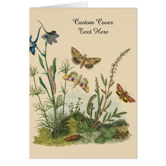 Antieke Tuin Insecten, Vlinders, Rups (Voorkant)