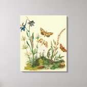 Antieke Tuin Insecten, Vlinders, Rups Canvas Afdruk (Voorkant)