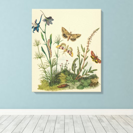 Antieke Tuin Insecten, Vlinders, Rups Canvas Afdruk (Insitu (Houten vloer))
