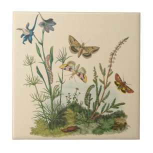 Antieke Tuin Insecten, Vlinders, Rups Tegeltje