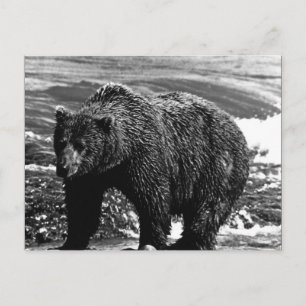 Antieke USA Alaska bruine beer Briefkaart