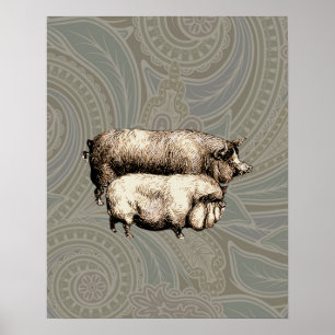Antieke varkens Vintage tekening van varkentjes Poster