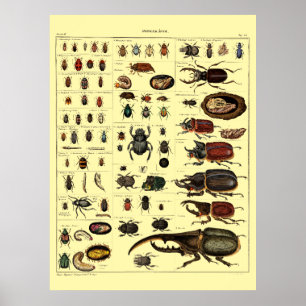 Antieke Victoriaanse Tijdperk 1841 Insecten Kevers Poster