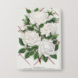 Antieke Victoriaanse Witte Klimroos Tuin Button