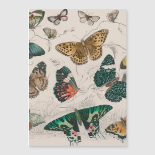 Antieke Vlinder Illustratie: 1820 Goudsmid