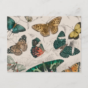 Antieke Vlinder Illustratie: 1820 Goudsmid Briefkaart