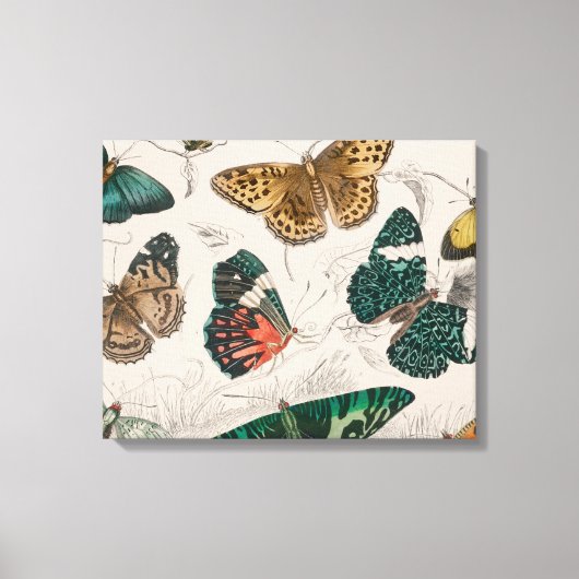 Antieke Vlinder Illustratie: 1820 Goudsmid Canvas Afdruk (Voorkant)