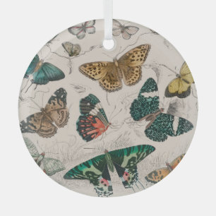 Antieke Vlinder Illustratie: 1820 Goudsmid Glas Ornament